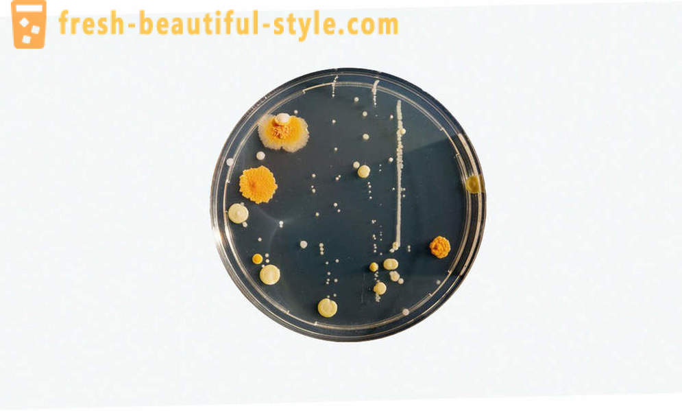 5 spoločné mylné predstavy o baktérie
