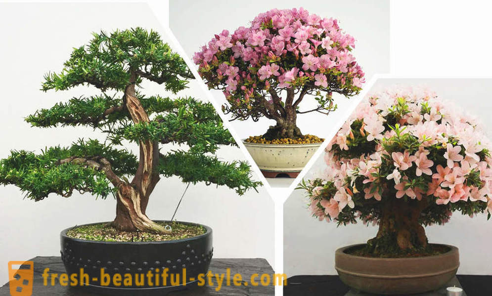 Zjednodušiť, hľa, bonsaje: pravidlá východnom štýle v interiéri