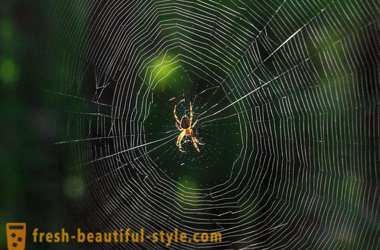 Prečo nie zmätený pavúka v jej webu?