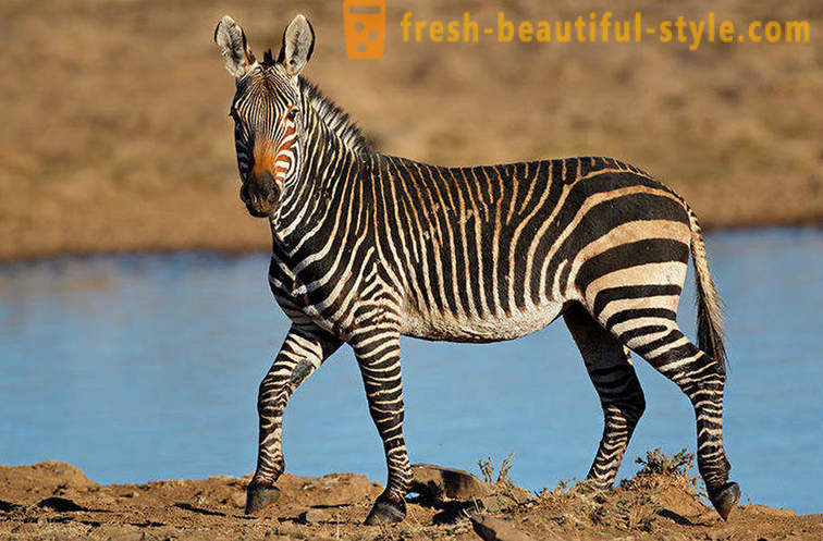 Akú farbu má zebra a prečo ona pásy