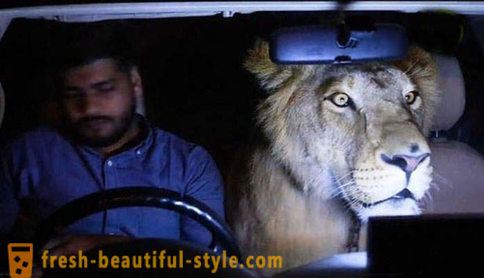 Dvaja bratia z Pakistanu priniesla leva s názvom Simba