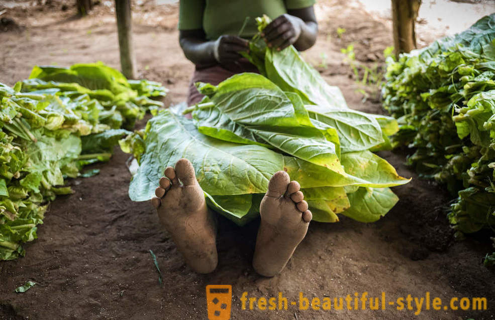 Malawijcem tabakové plantáže