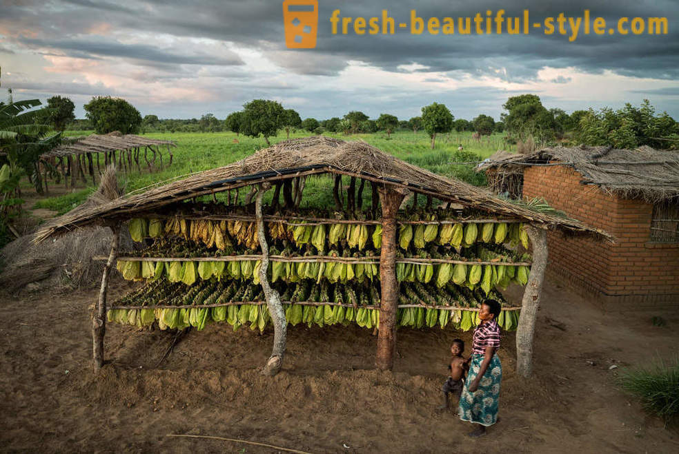 Malawijcem tabakové plantáže