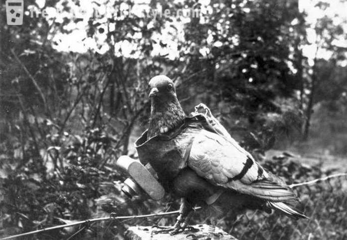 Zaujímavosti z histórie holub