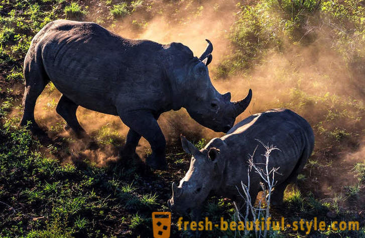 Fotorassledovanie: Hon na nosorožca roh