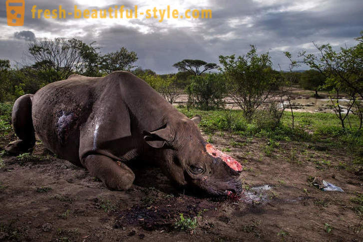 Fotorassledovanie: Hon na nosorožca roh