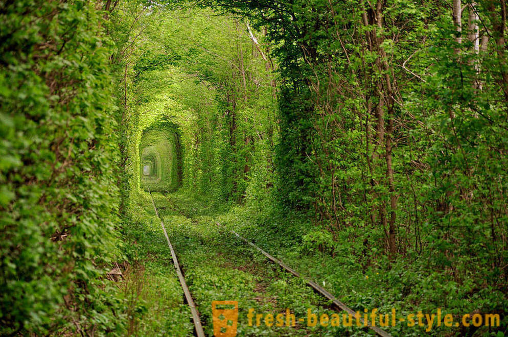 Najzaujímavejšie tunely stromov