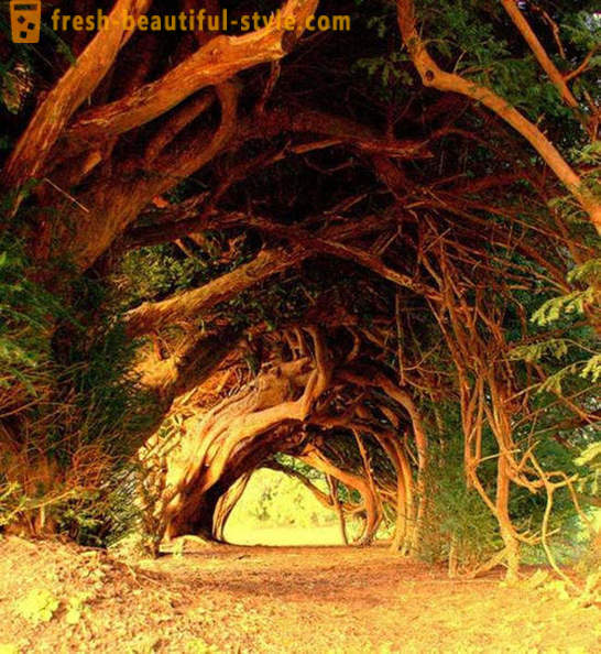 Najzaujímavejšie tunely stromov