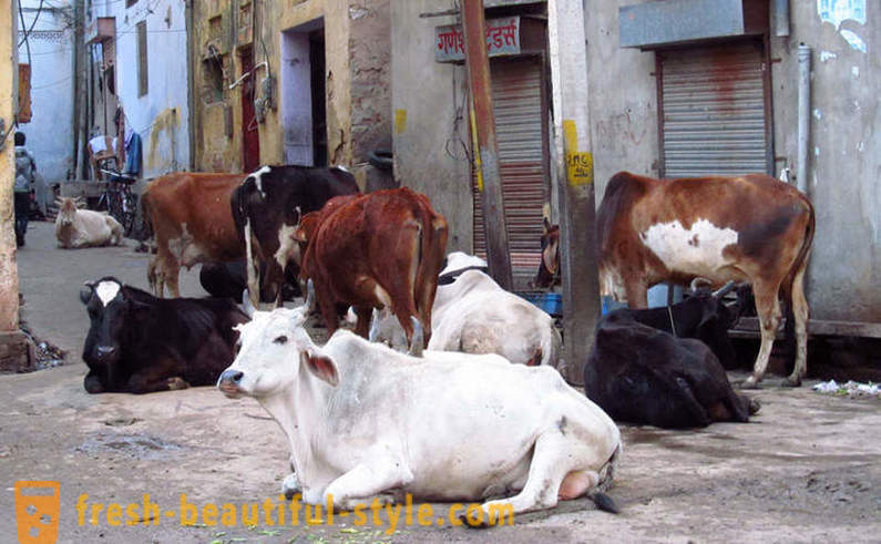 Zatúlané kravy - jeden z indických problémov