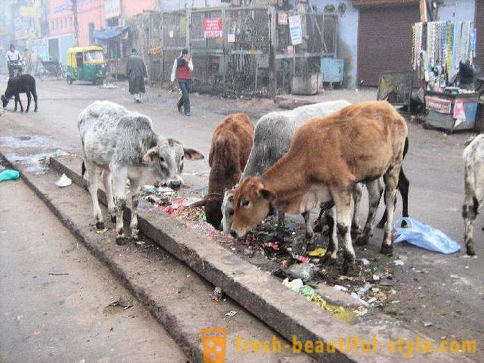 Zatúlané kravy - jeden z indických problémov