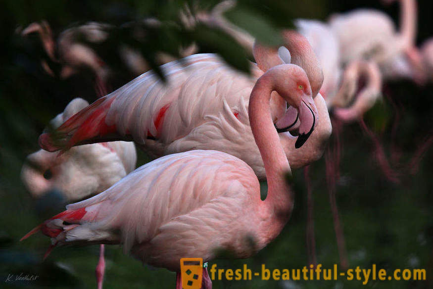 Flamingo - niektorí z najstarších druhov vtákov
