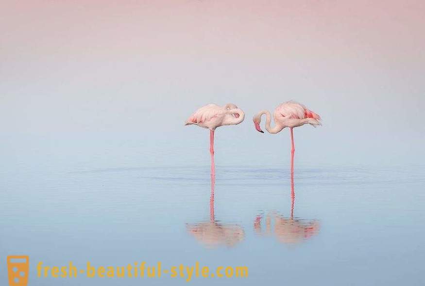 Flamingo - niektorí z najstarších druhov vtákov