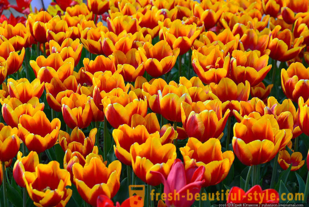 Kozmetické Krymskej tulipány na záhrade Nikitsky