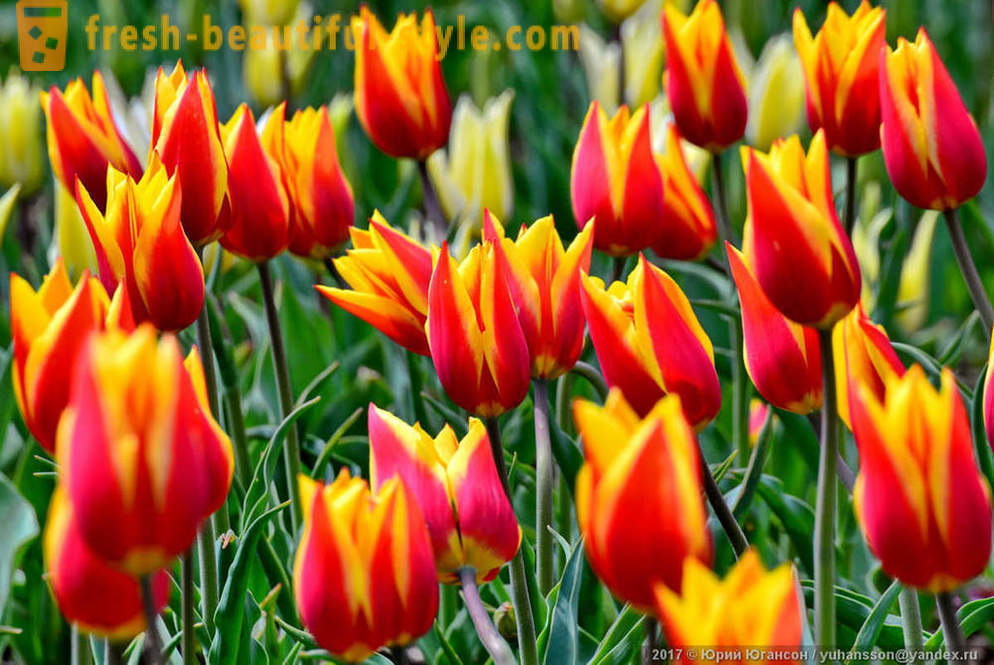 Kozmetické Krymskej tulipány na záhrade Nikitsky