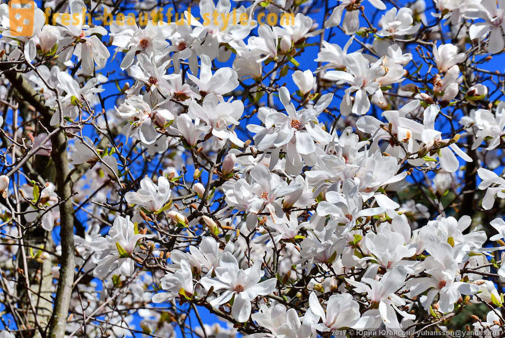 Krásne kvitnúce magnólie Krymská