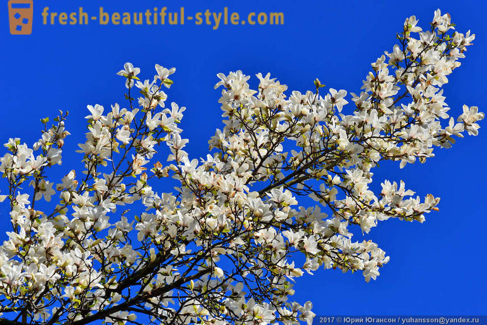 Krásne kvitnúce magnólie Krymská