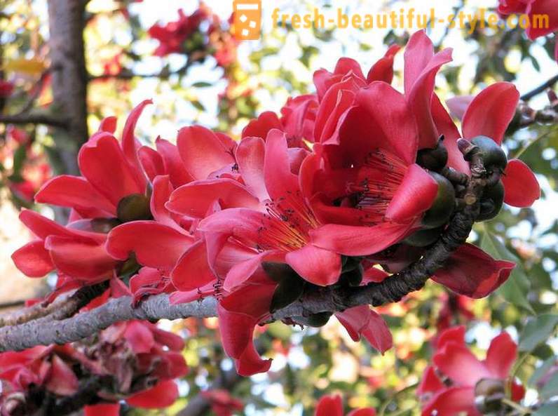 Kvitnúce eukalyptu a ďalších prírodných divov