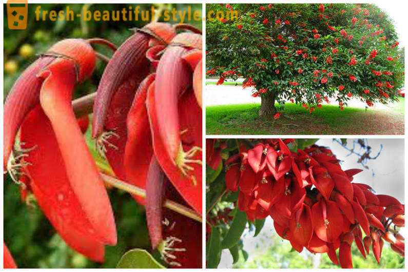Kvitnúce eukalyptu a ďalších prírodných divov