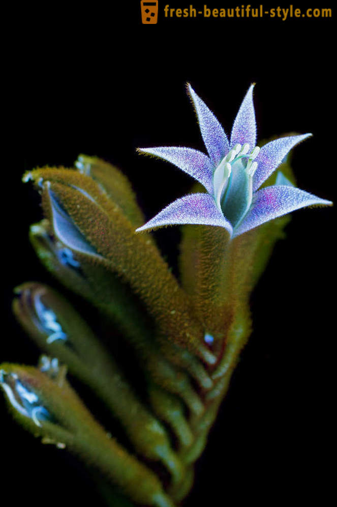 Oslňujúci fotografie kvetín, osvetlená ultrafialovým svetlom