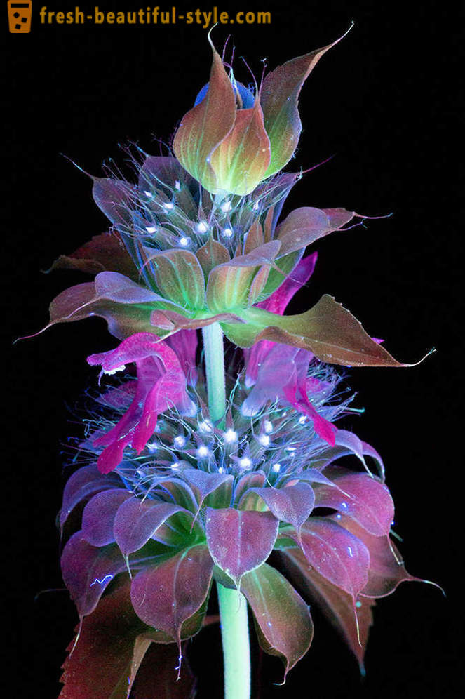 Oslňujúci fotografie kvetín, osvetlená ultrafialovým svetlom