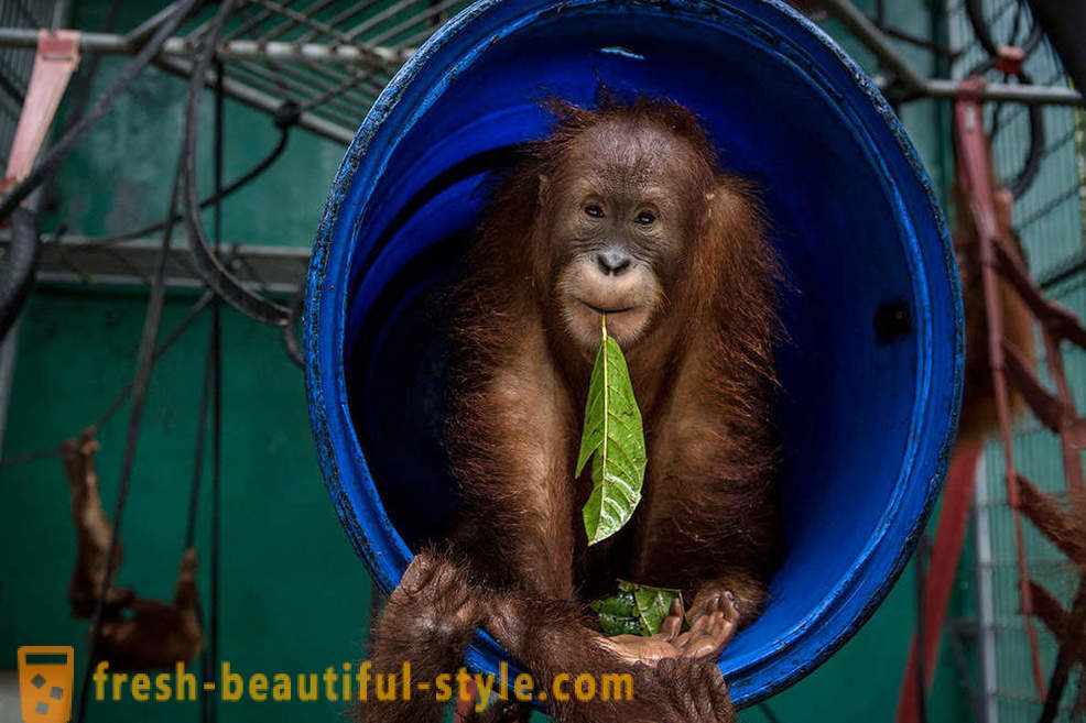 Orangutan v Indonézii