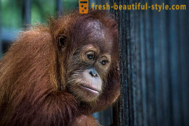Orangutan v Indonézii