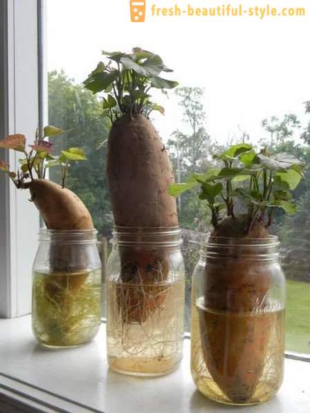 15 rastlinné plodiny, ktoré možno pestovať na okennom parapete doma