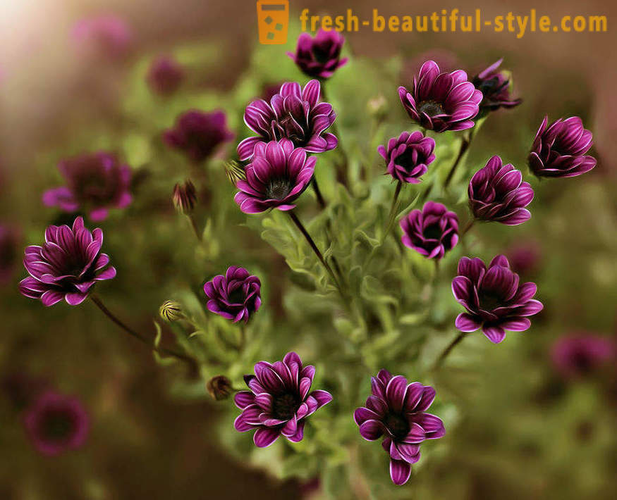 Krása kvetov v makrofotografiu. Krásne obrazy kvetov.