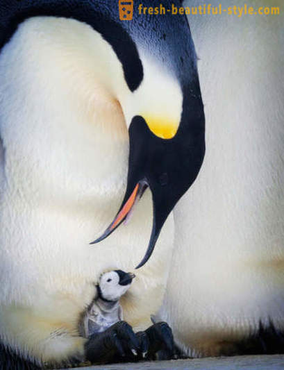 Ako mužskí Cisár tučniaky starať o svoje potomstvo