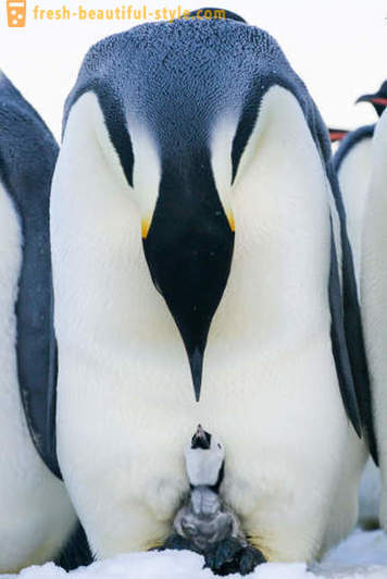Ako mužskí Cisár tučniaky starať o svoje potomstvo