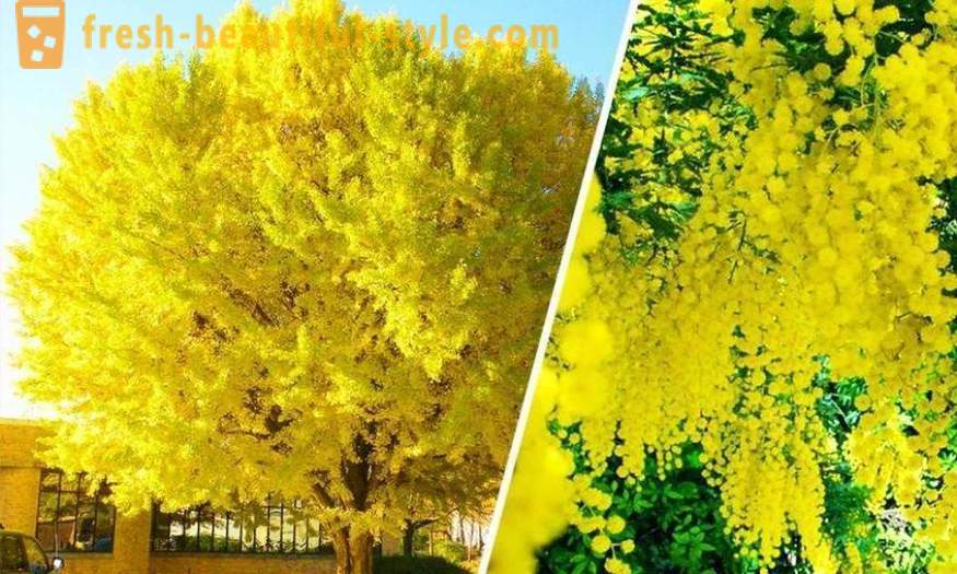 Svetlé a neobvyklé stromy z celého sveta