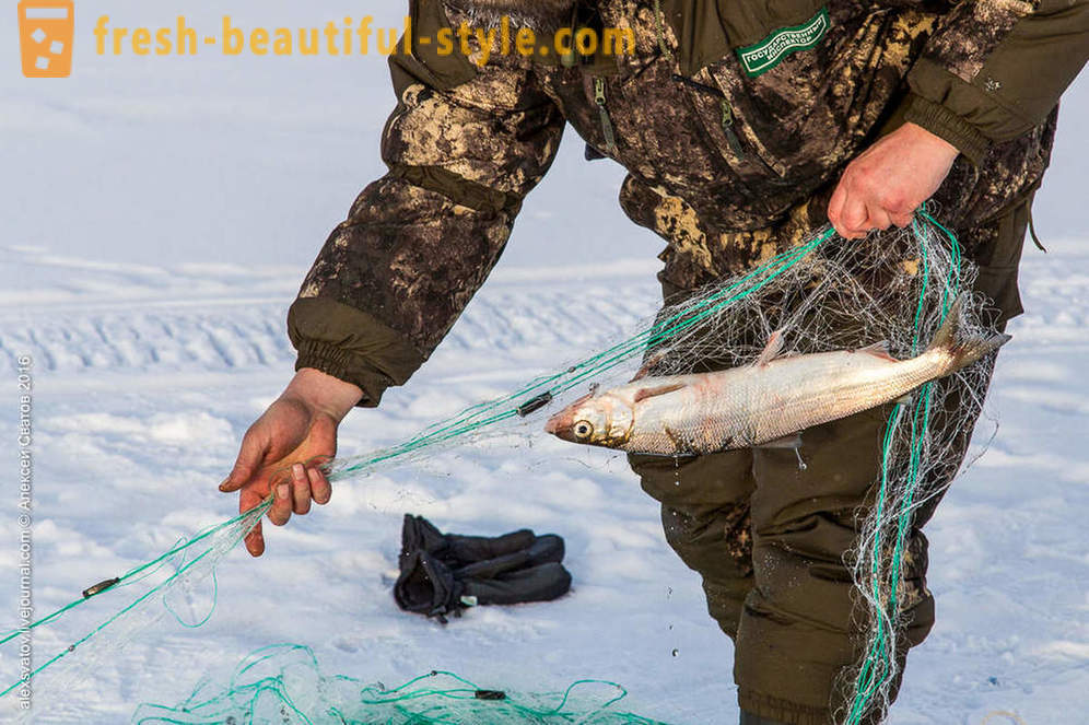 Ako rybinspektory na Bajkal