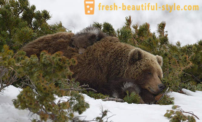 Alebo nemusí byť jedinečné ruského filmu o rodiny medveďa?