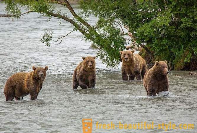 Primordial Kamčatka: Land medvede