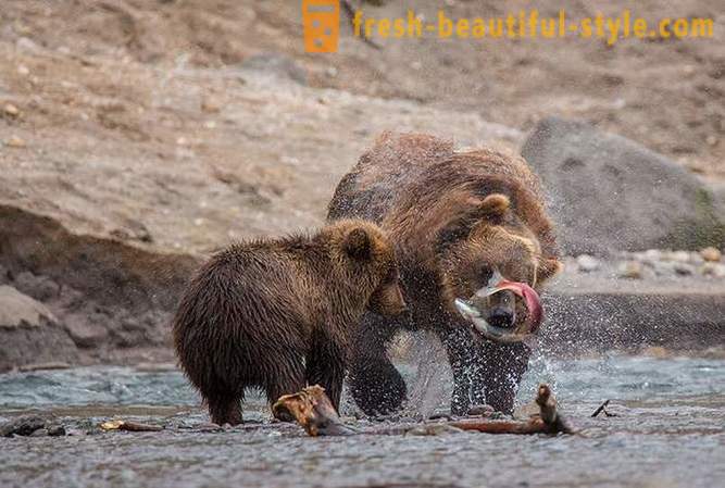 Primordial Kamčatka: Land medvede