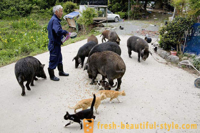 Japonka žijúci v uzavretej zóne pre zvieratá