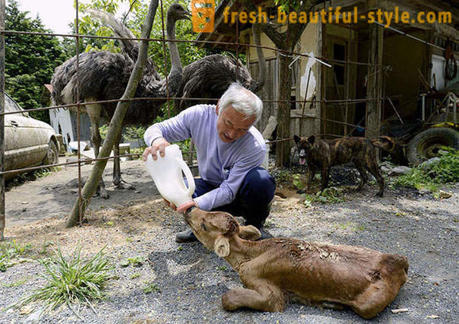 Japonka žijúci v uzavretej zóne pre zvieratá
