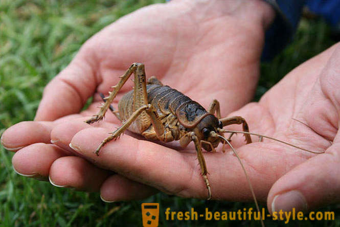 10 z najstrašnejších planéta chrobákov