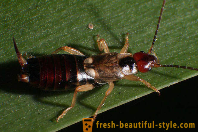 10 z najstrašnejších planéta chrobákov
