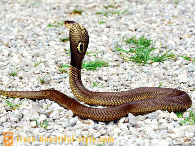 Najnebezpečnejší hadov na svete