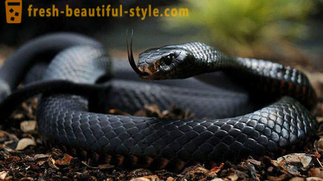 Najnebezpečnejší hadov na svete