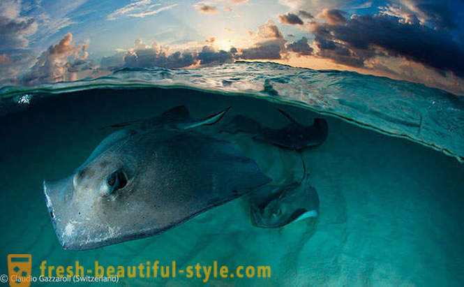 Víťazi súťaže voľne žijúcich živočíchov fotografie 2012