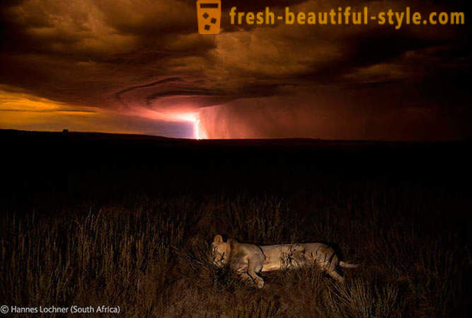 Víťazi súťaže voľne žijúcich živočíchov fotografie 2012