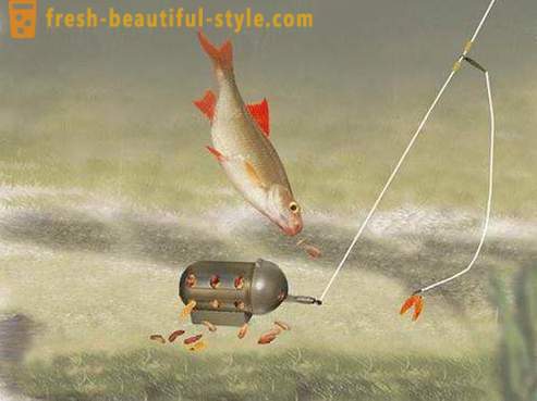 Roach - ryby z čeľade kaprovitých. Popis a fotografie. Ako chytiť Plotica?