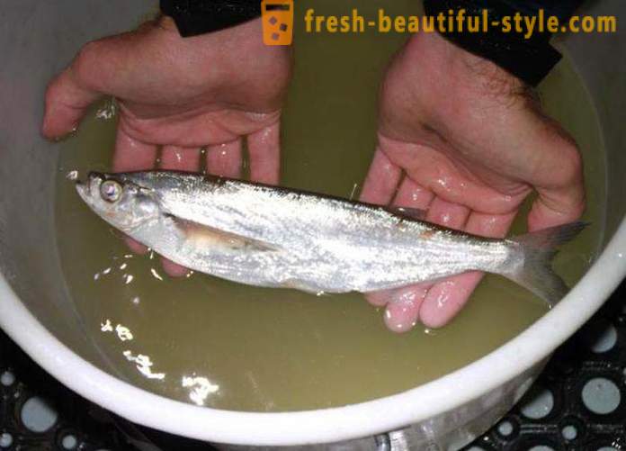 V prípade, že obvyklá ryba sabrefish? Ako variť rybie sabrefish?