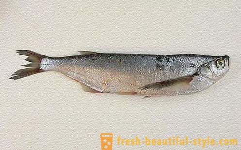 V prípade, že obvyklá ryba sabrefish? Ako variť rybie sabrefish?