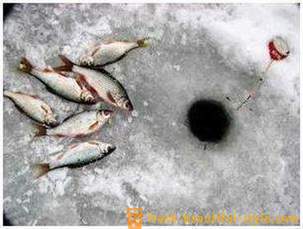 Roach rybolov v zime. Kladkostroje k lovu plotice zimu