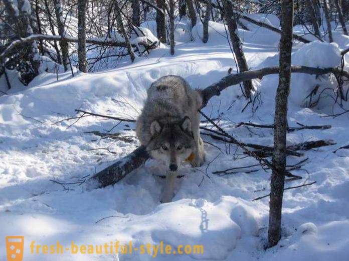 Lov vlka. Spôsoby lovu vlkov