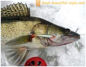 Rybolov na hojdacom kresle v zime. Technika rybolovu na kladine